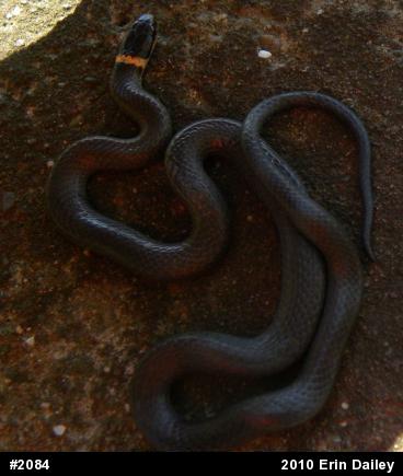 Northern Ring-necked Snake