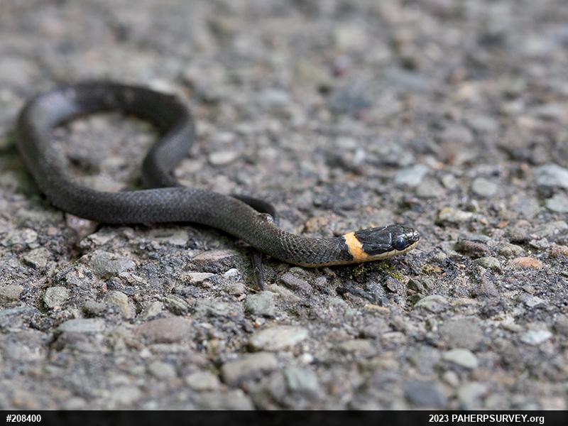 Northern Ring-necked Snake