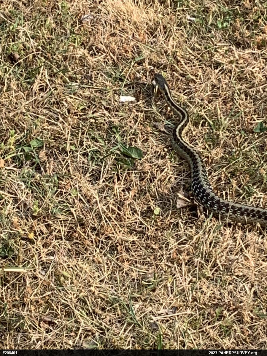 Eastern Gartersnake