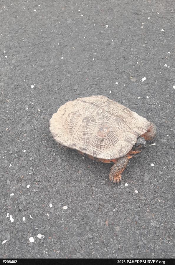 Wood Turtle