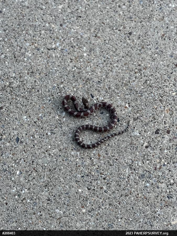 Eastern Milksnake