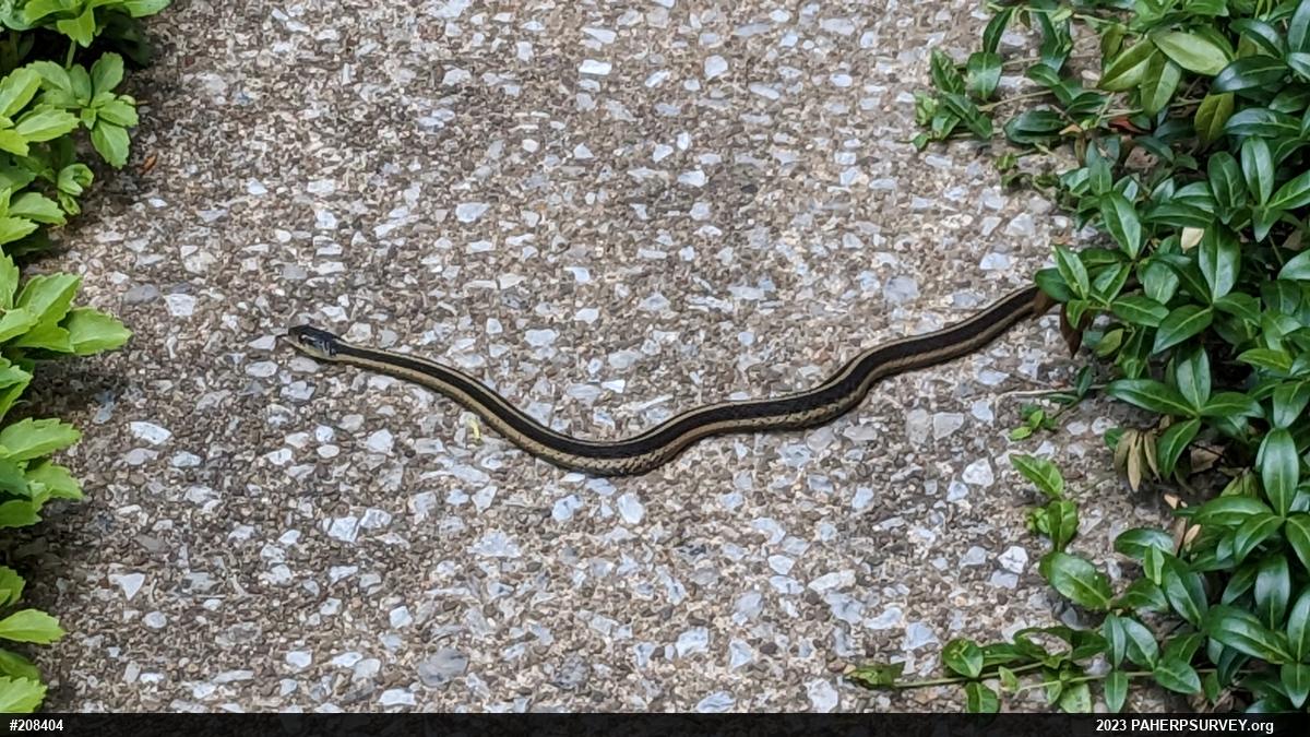 Eastern Gartersnake