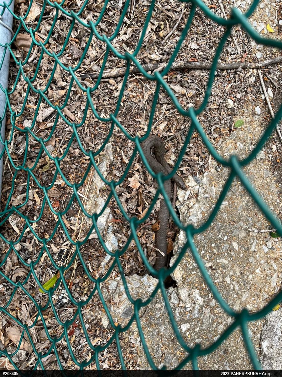 Northern Watersnake