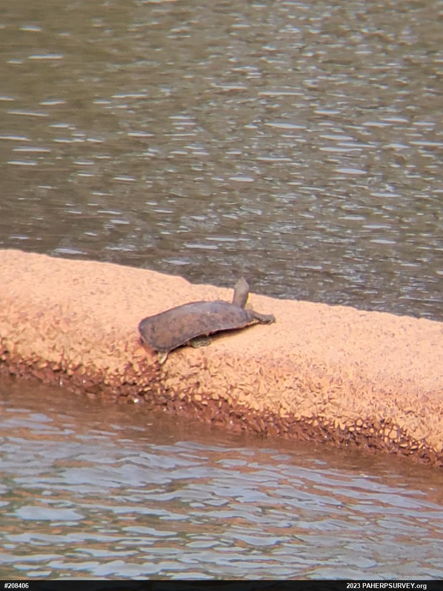 Eastern Spiny Softshell