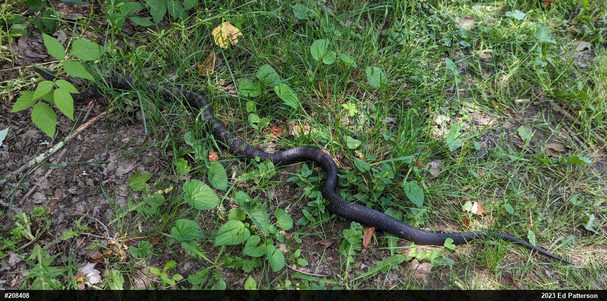 Eastern Ratsnake