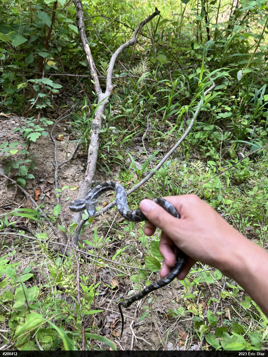 Eastern Ratsnake