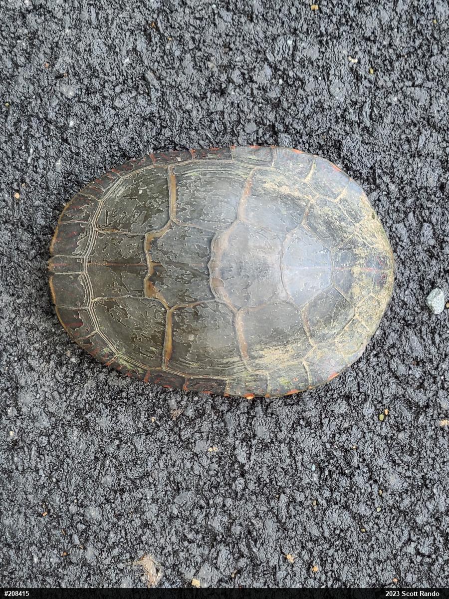 Painted Turtle