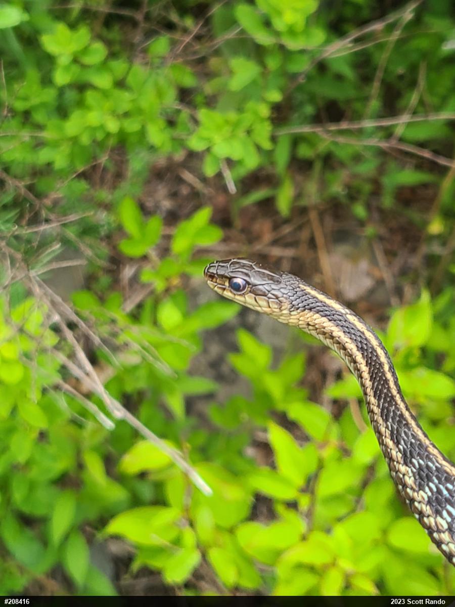 Eastern Gartersnake