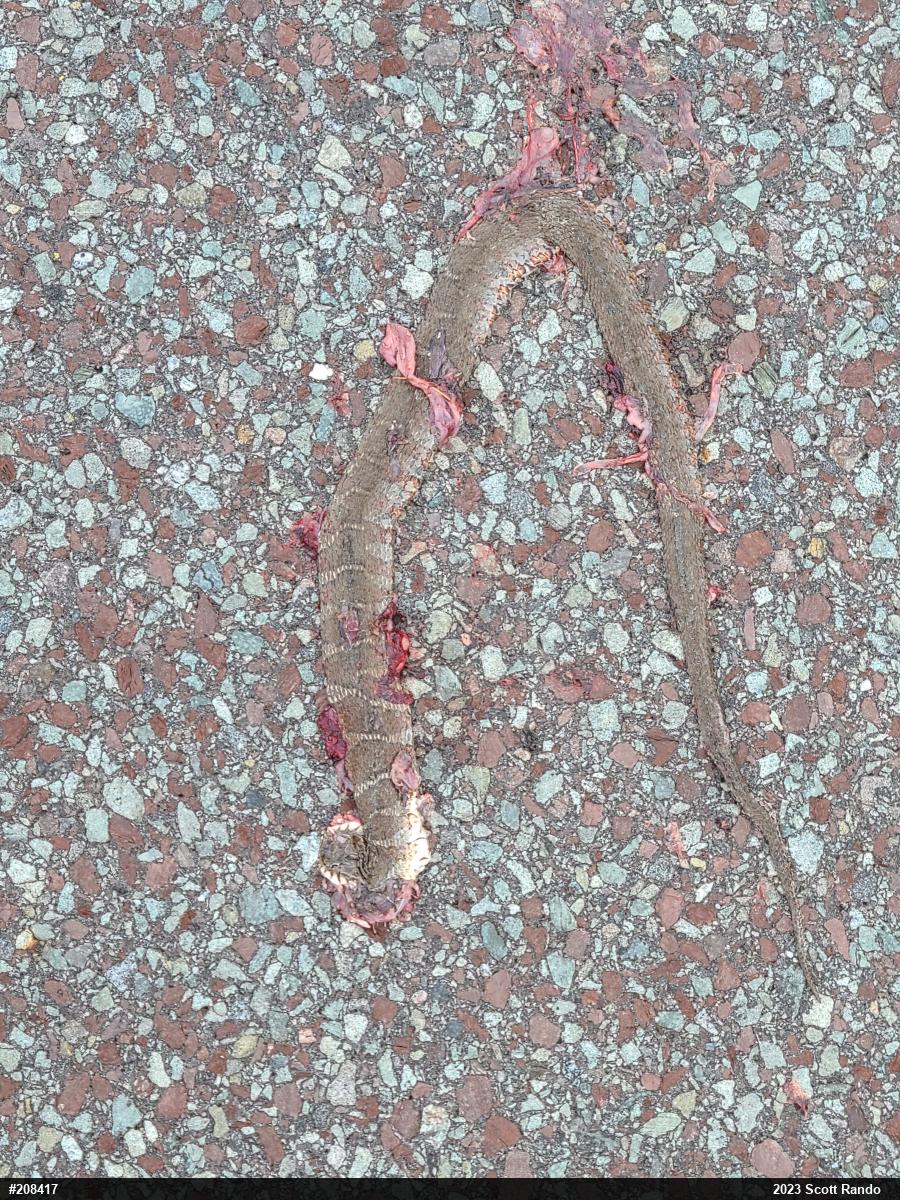 Northern Watersnake
