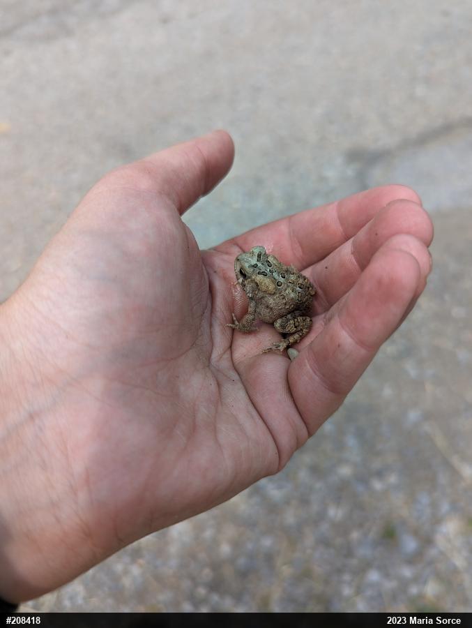 Eastern American Toad