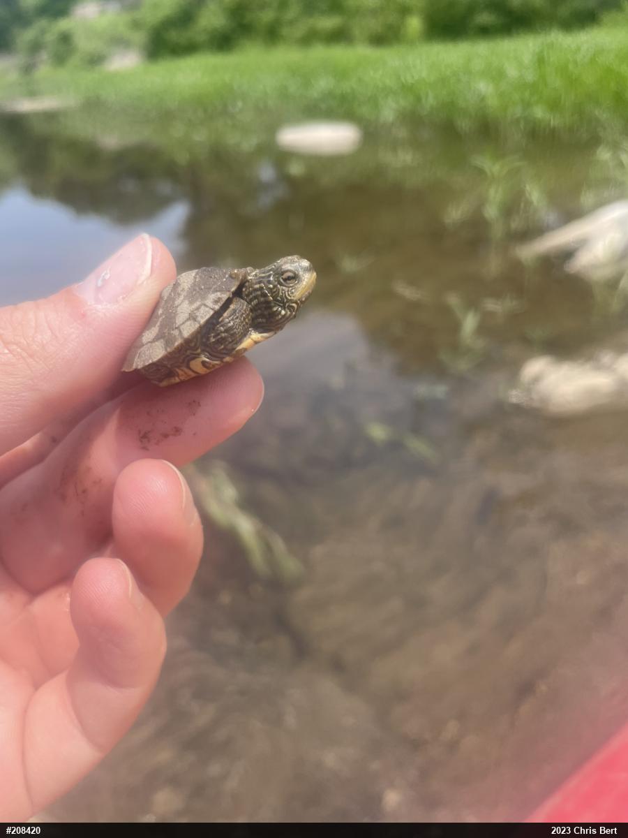 Northern Map Turtle