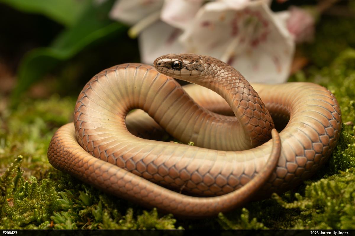 Mountain Earthsnake