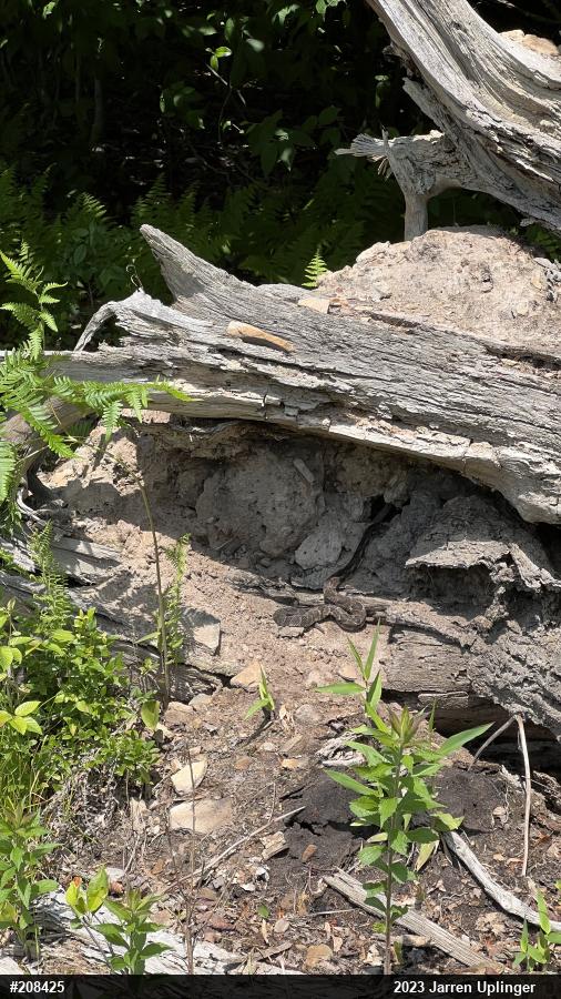 Timber Rattlesnake