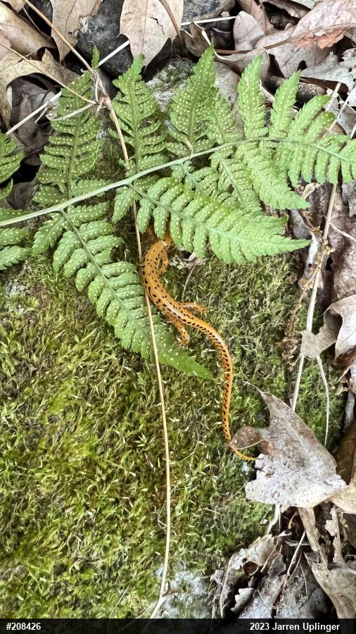 Eastern Long-tailed Salamander