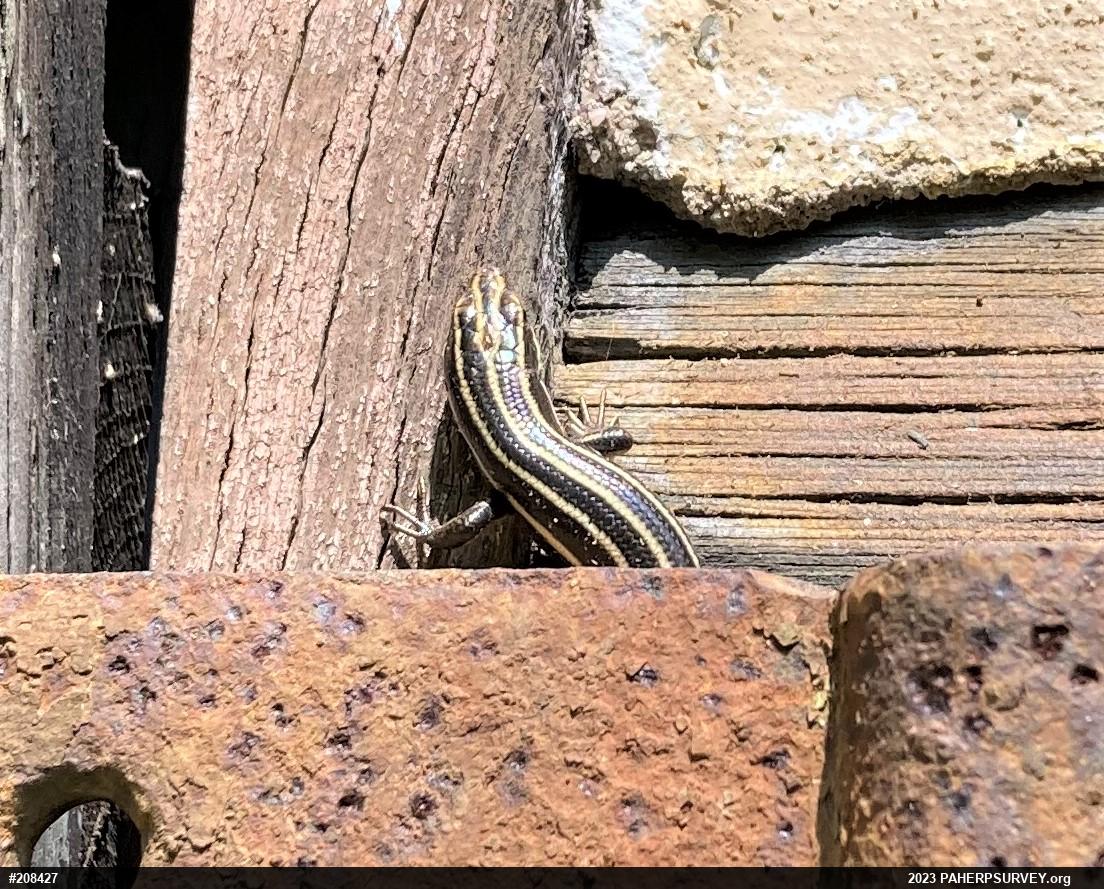 Common Five-lined Skink