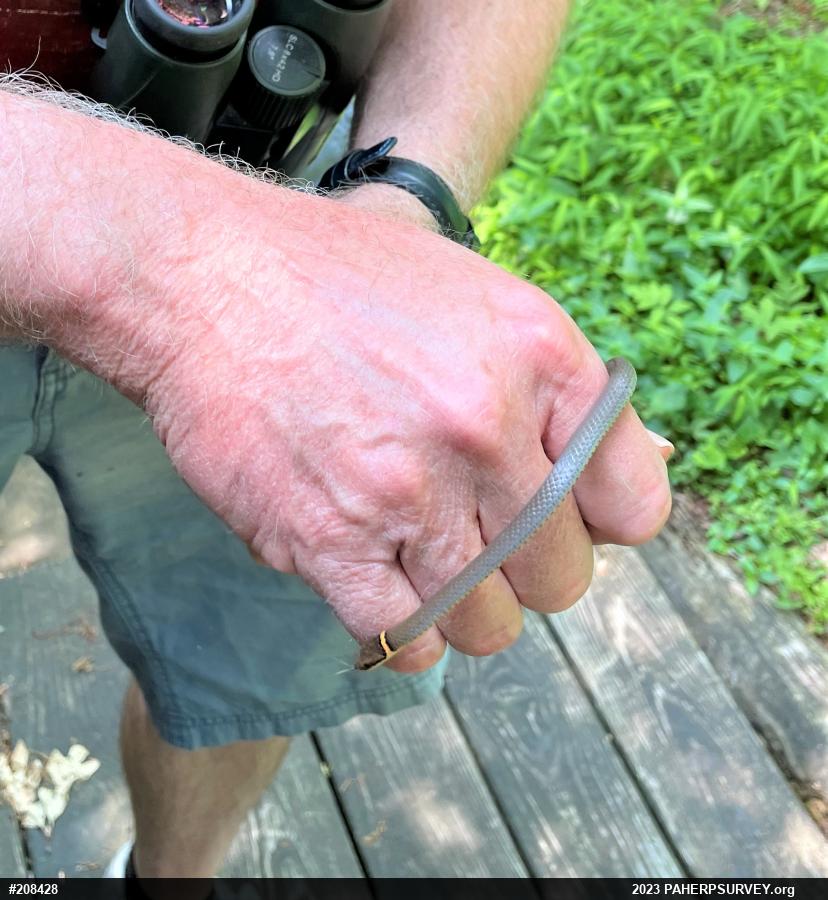 Northern Ring-necked Snake