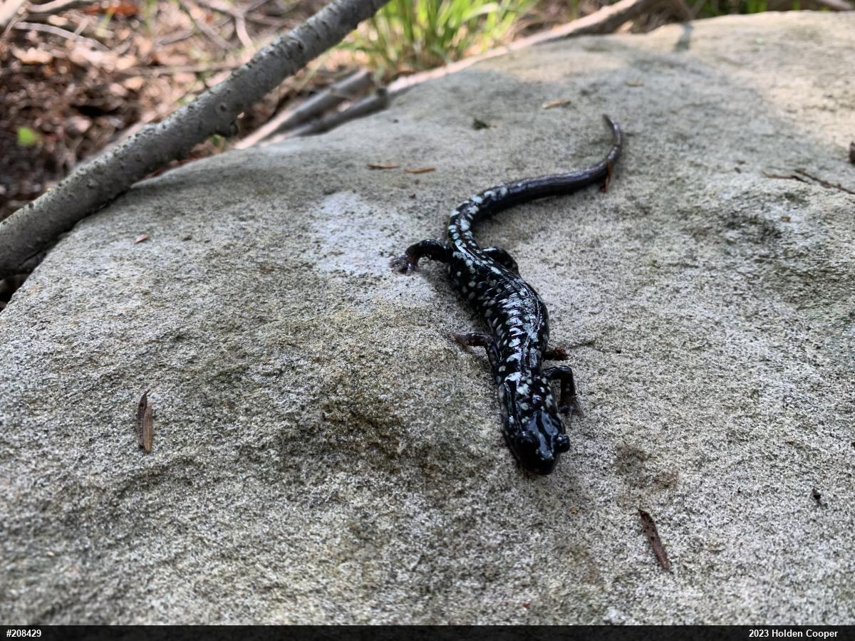Northern Slimy Salamander