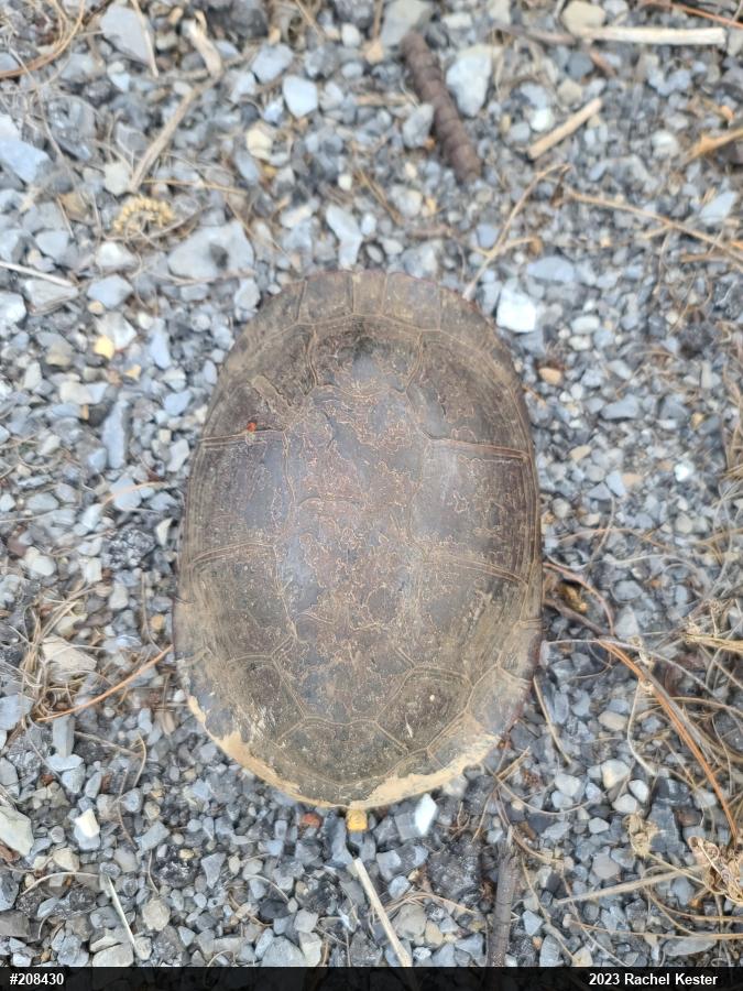 Midland Painted Turtle