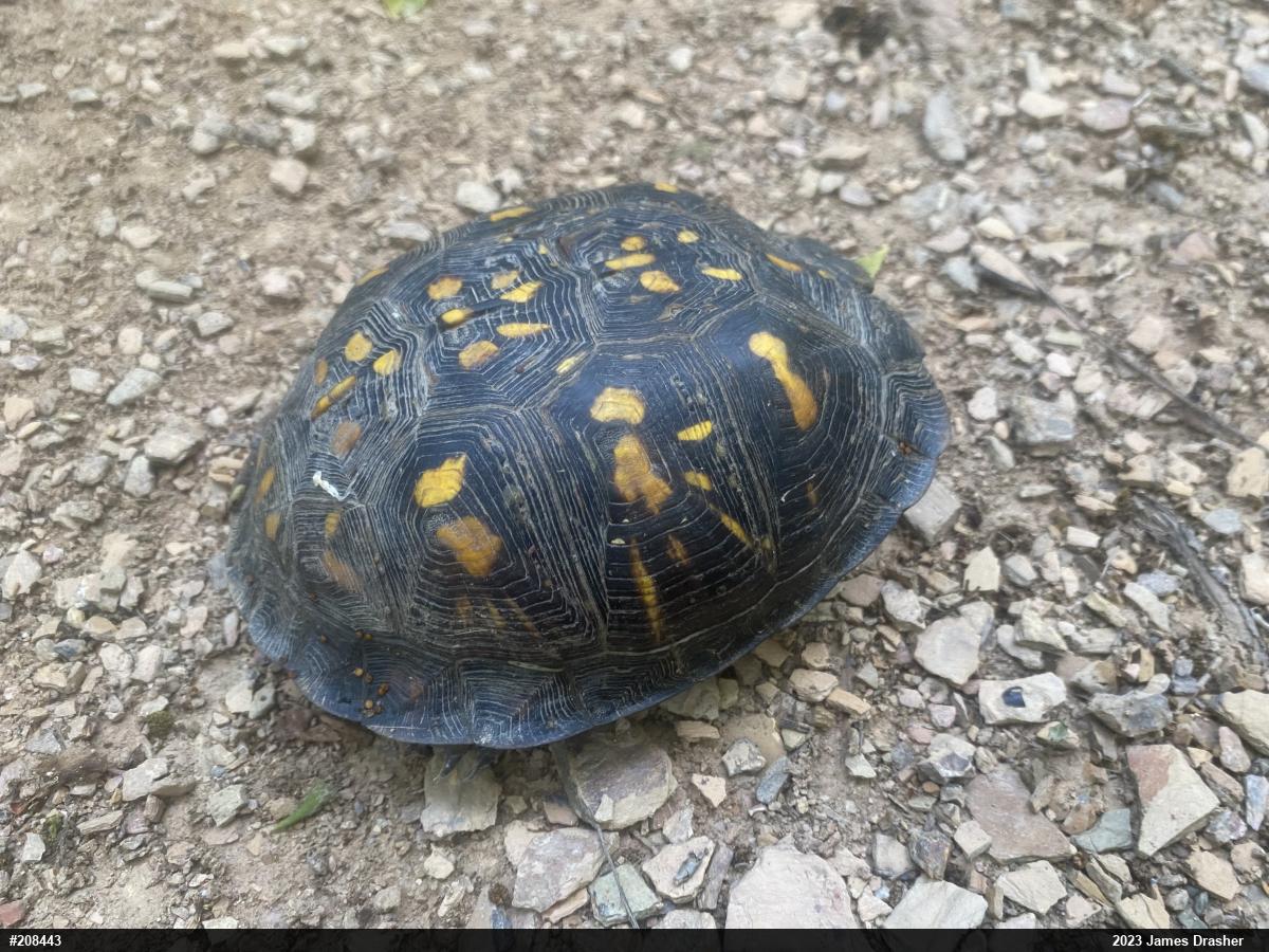 Eastern Box Turtle
