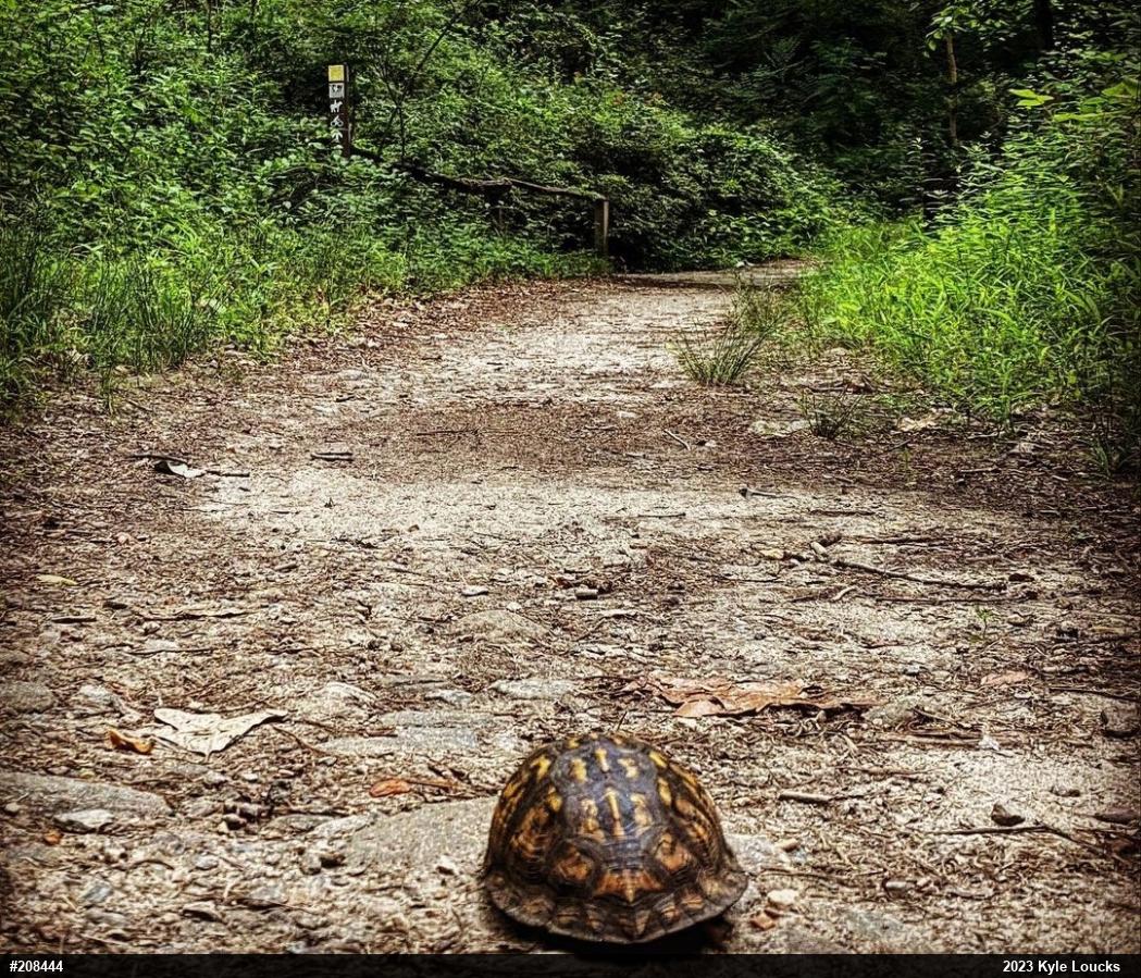 Eastern Box Turtle