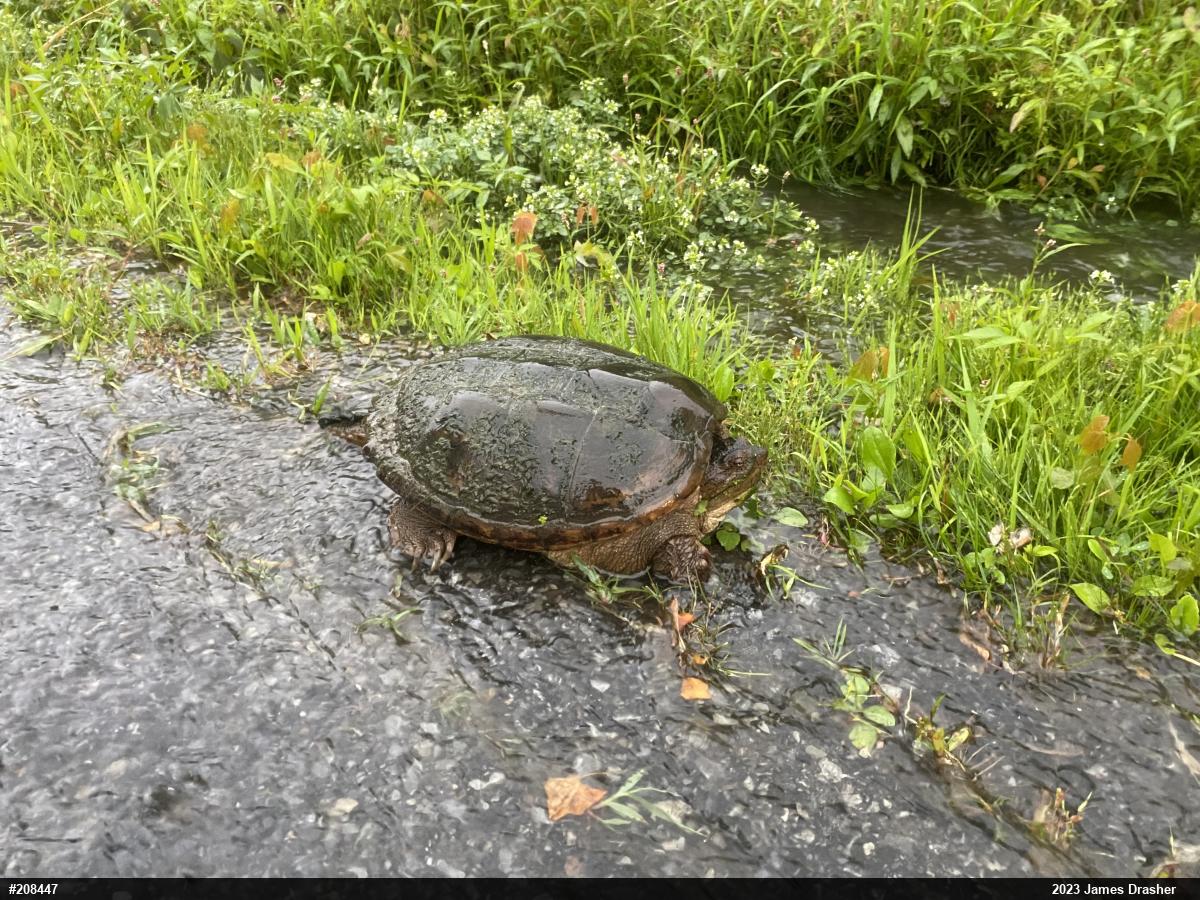 Snapping Turtle