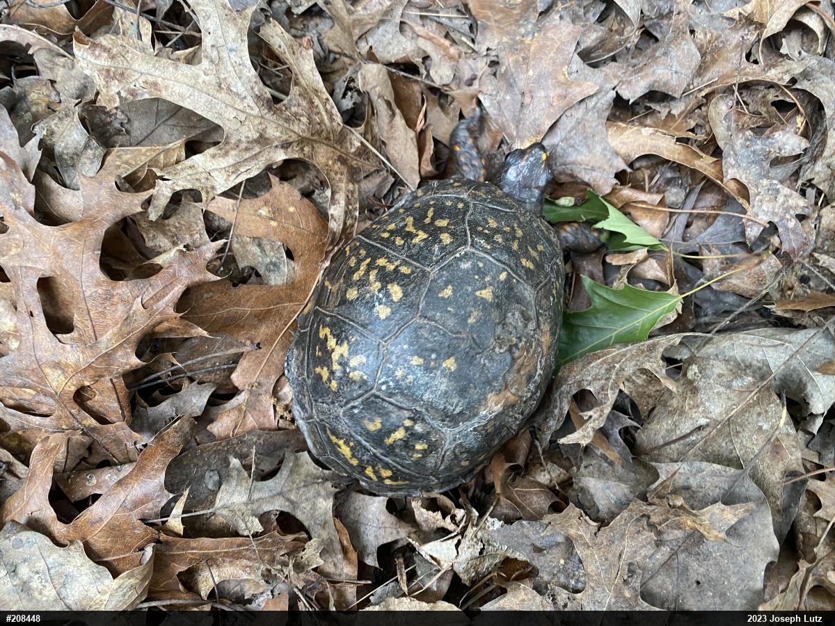 Eastern Box Turtle