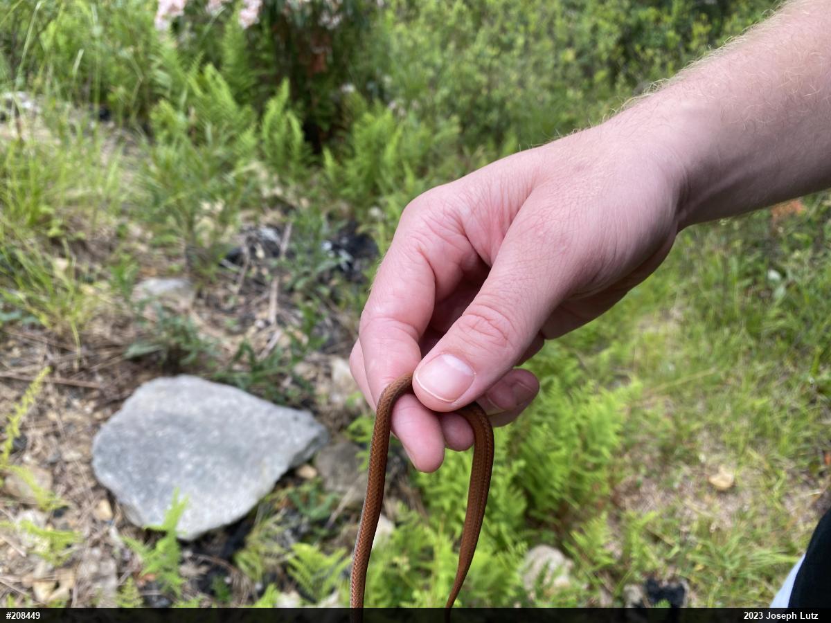 Red-bellied Snake
