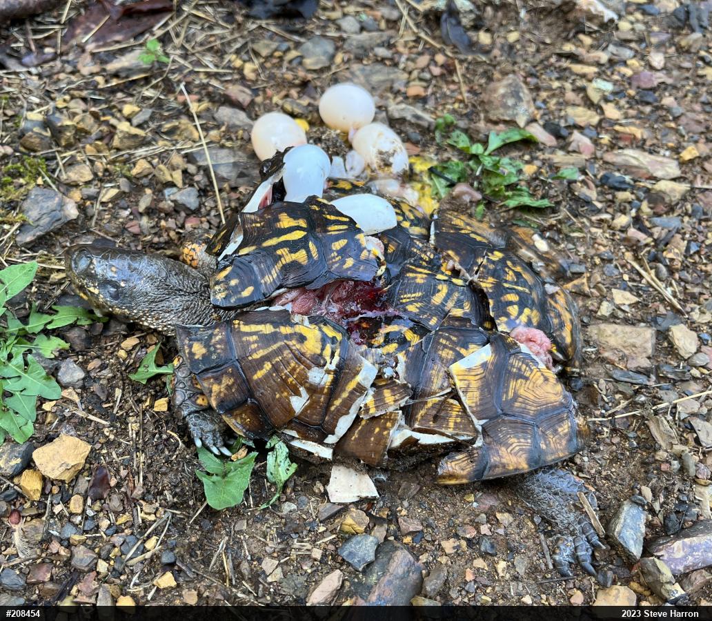 Eastern Box Turtle