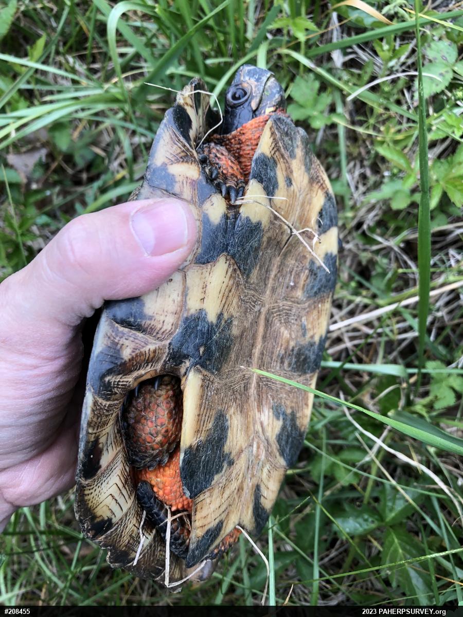 Wood Turtle