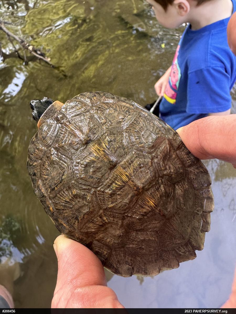 Wood Turtle