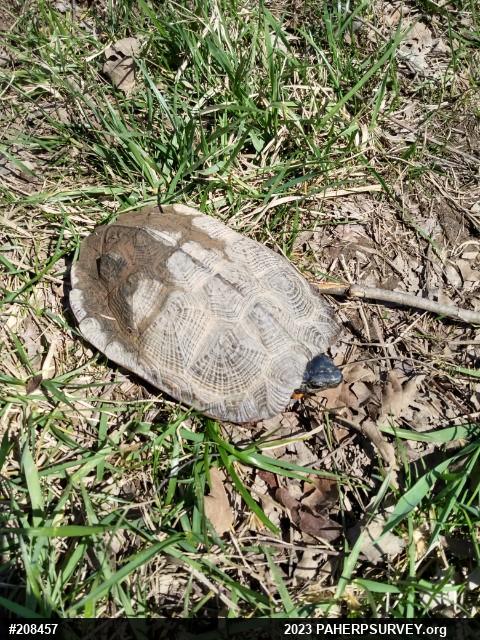 Wood Turtle