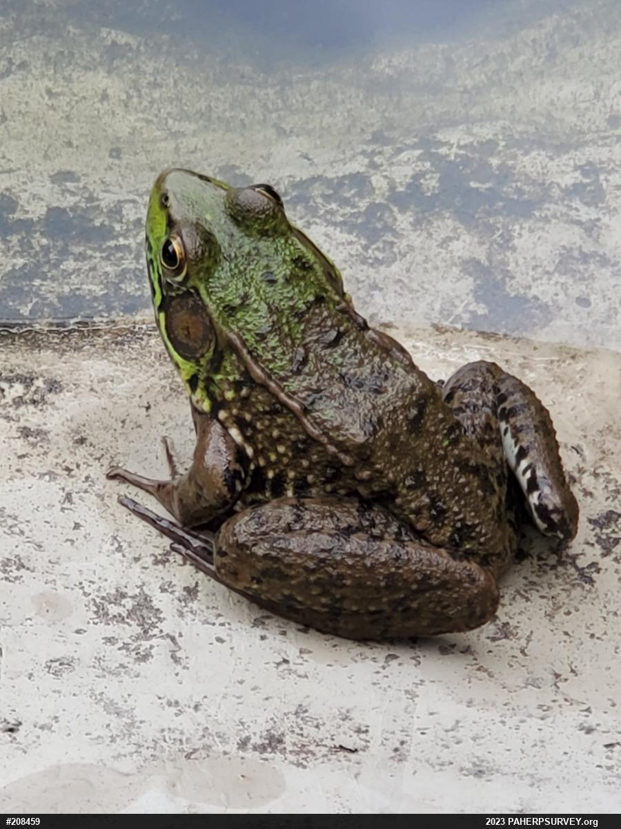 Green Frog