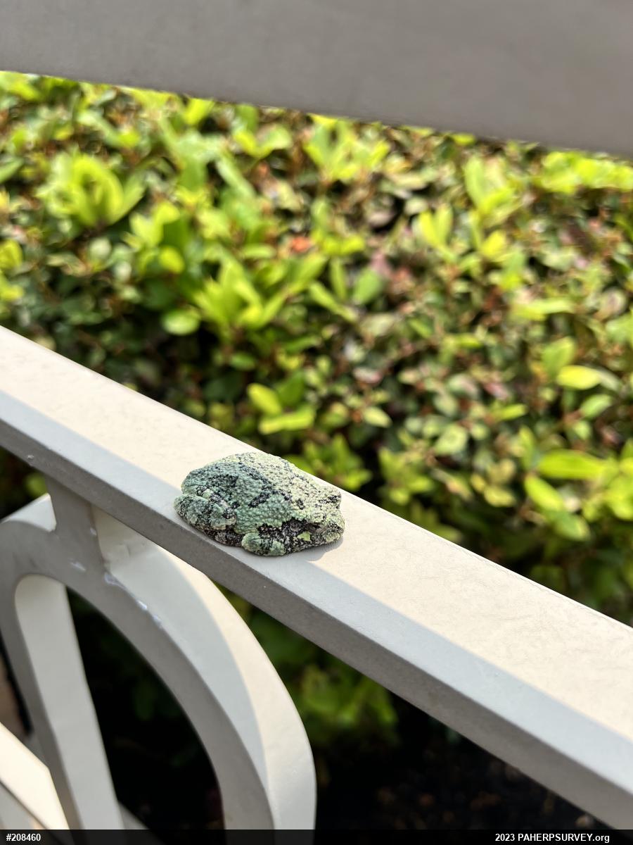 Unknown Gray Treefrog