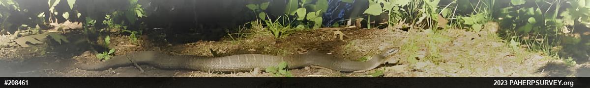 Northern Watersnake