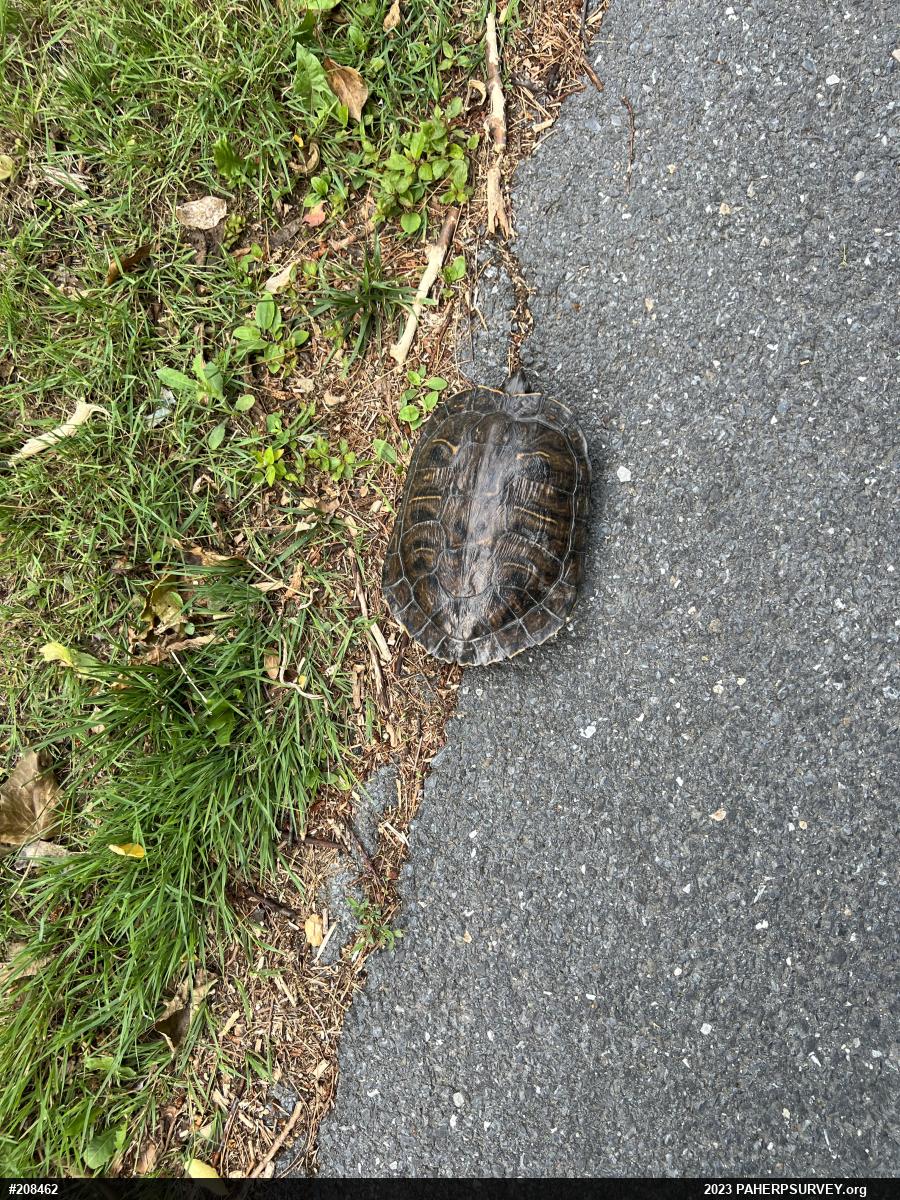 Pond Slider