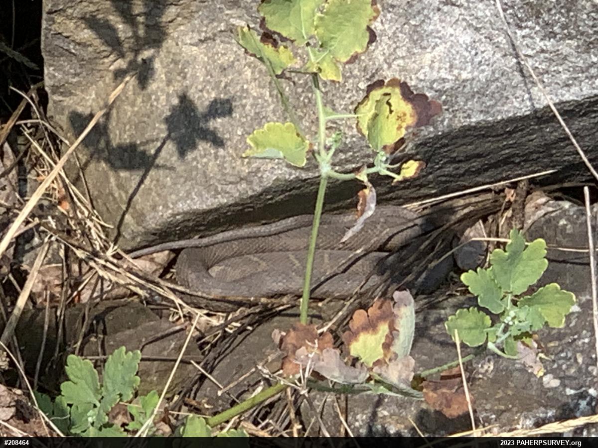 Northern Watersnake