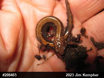 Eastern Red-backed  Salamander