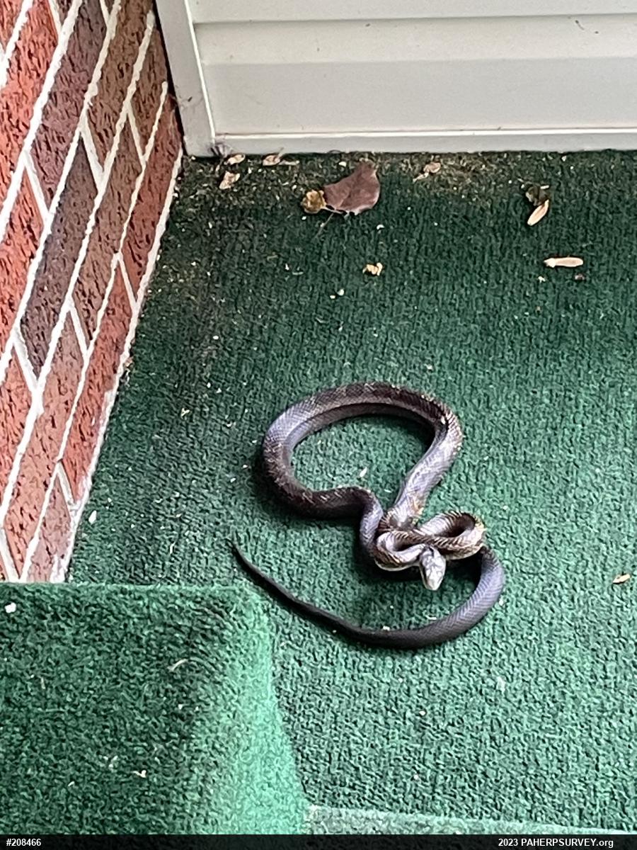 Eastern Ratsnake