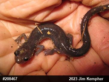 Wehrle's Salamander