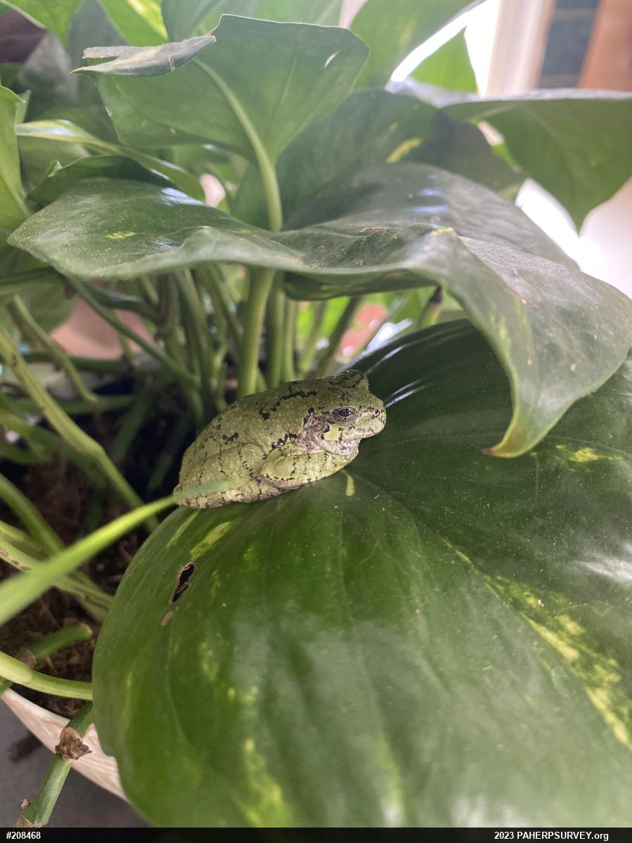 Unknown Gray Treefrog