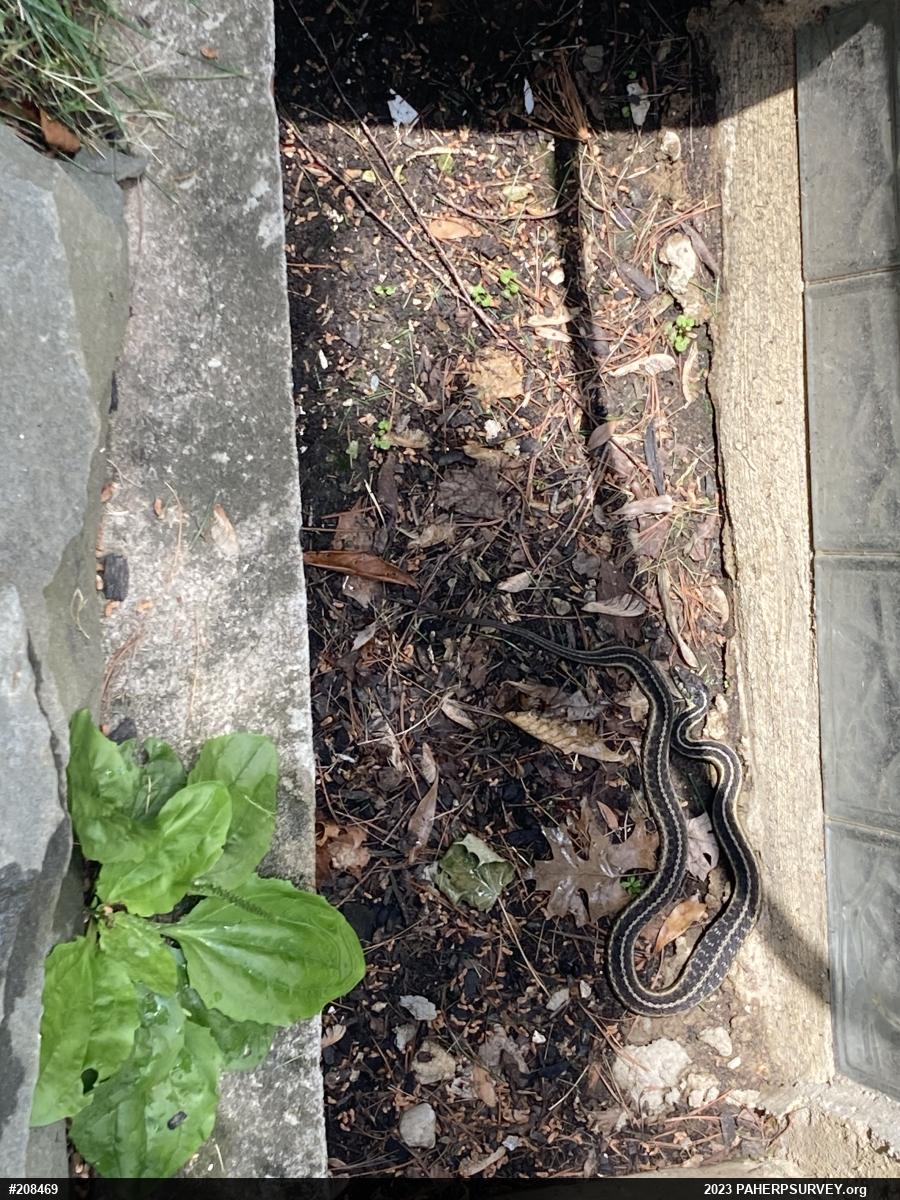 Eastern Gartersnake