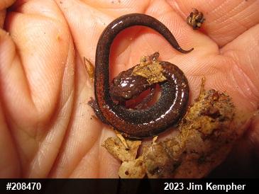 Eastern Red-backed  Salamander