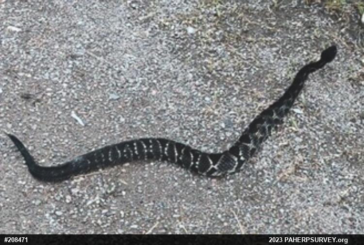 Timber Rattlesnake