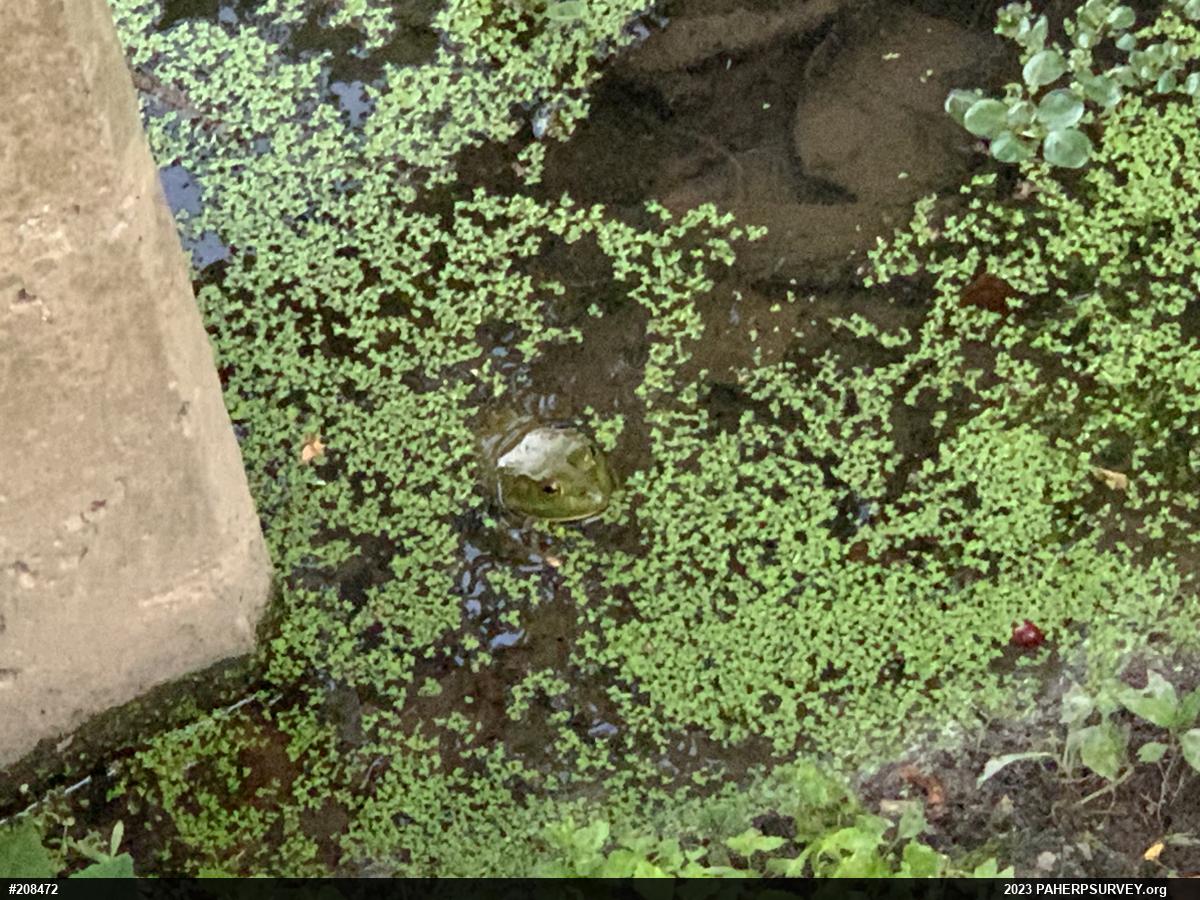 American Bullfrog