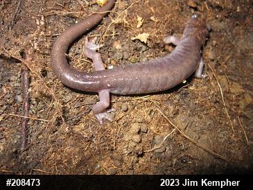 Wehrle's Salamander