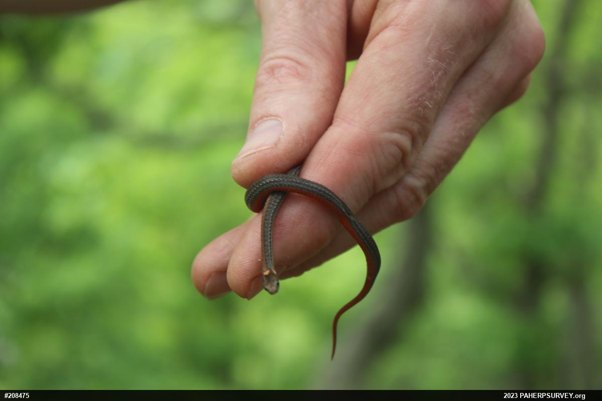 Red-bellied Snake