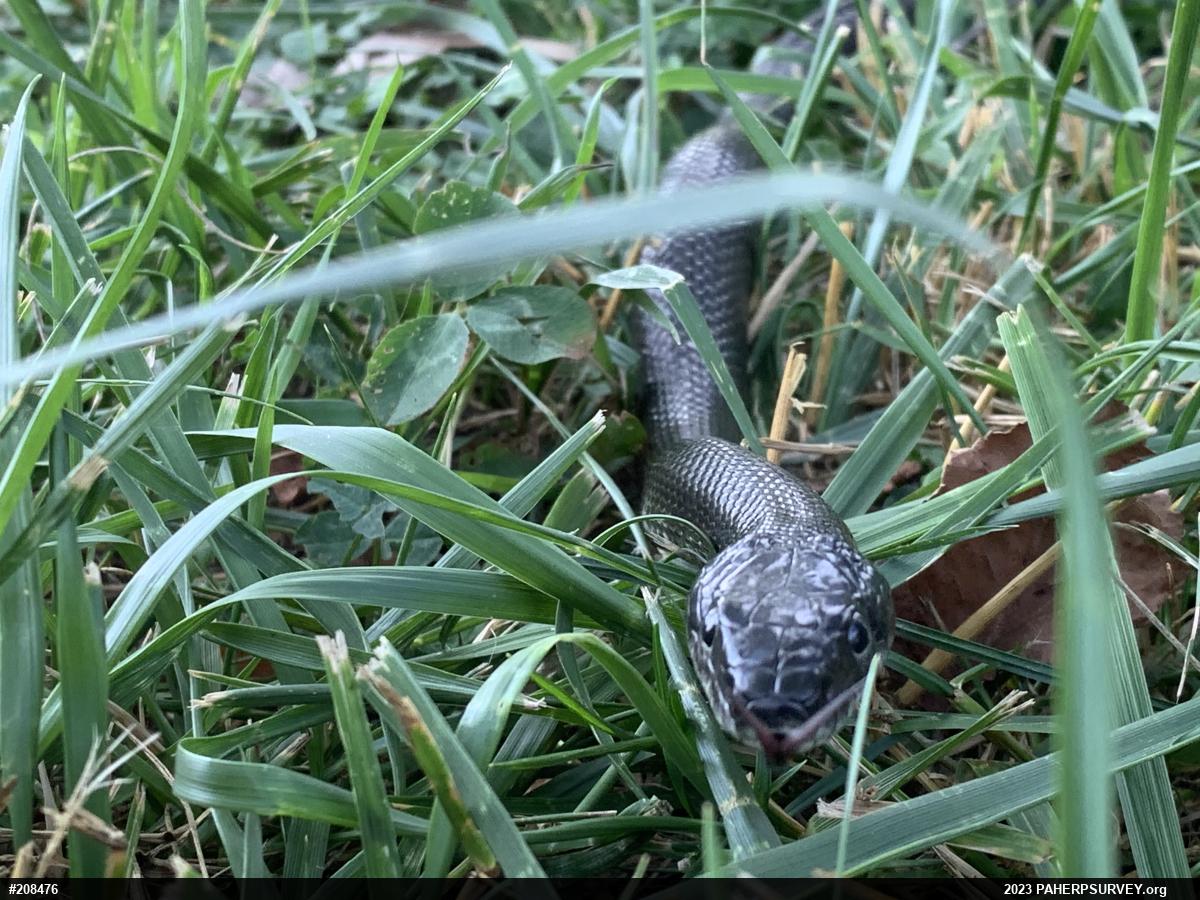 Eastern Ratsnake