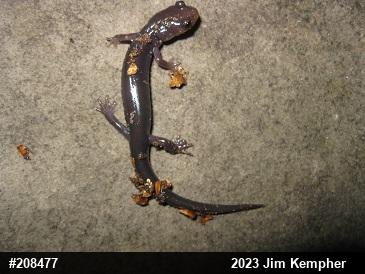 Wehrle's Salamander