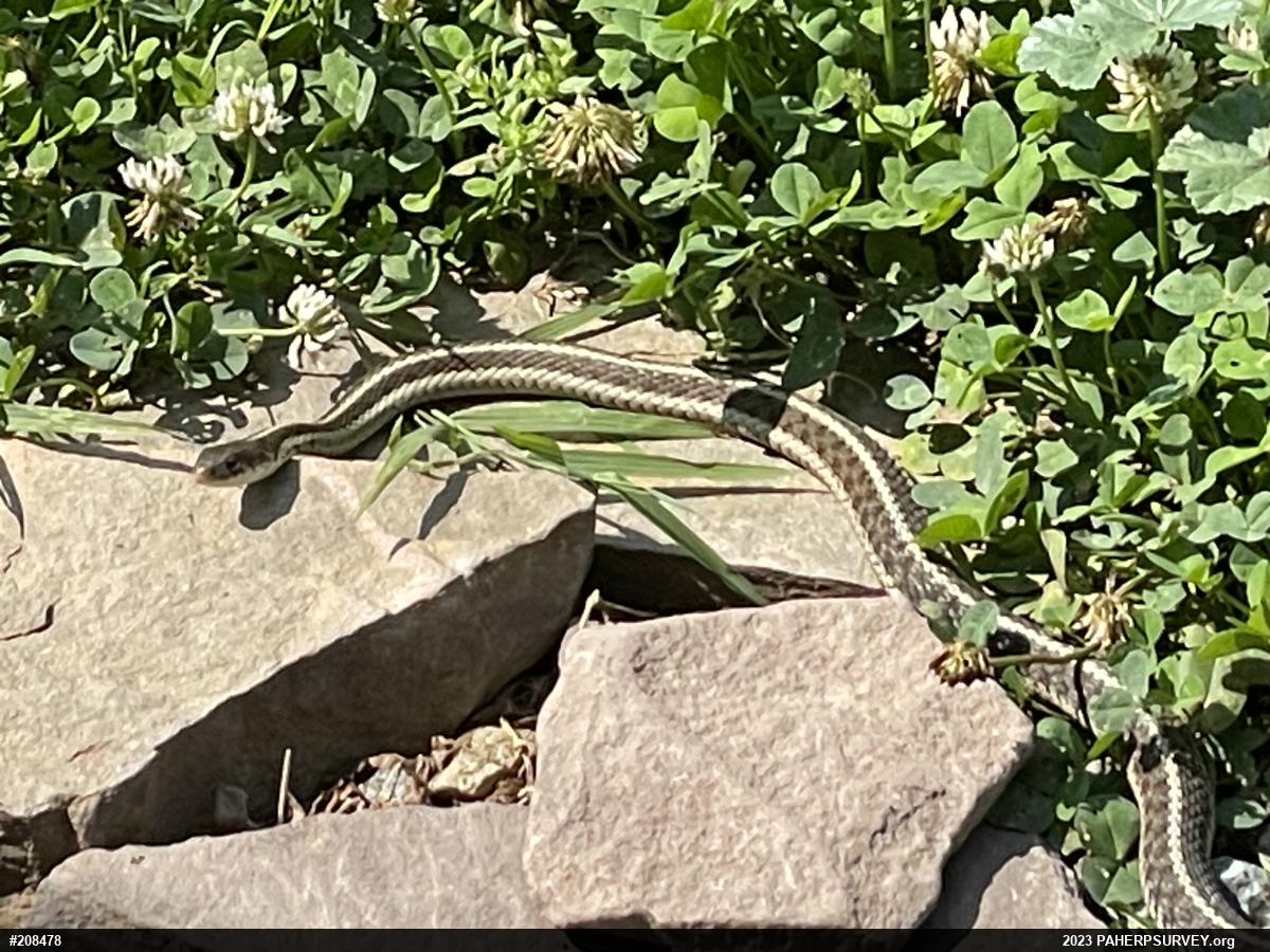 Eastern Gartersnake
