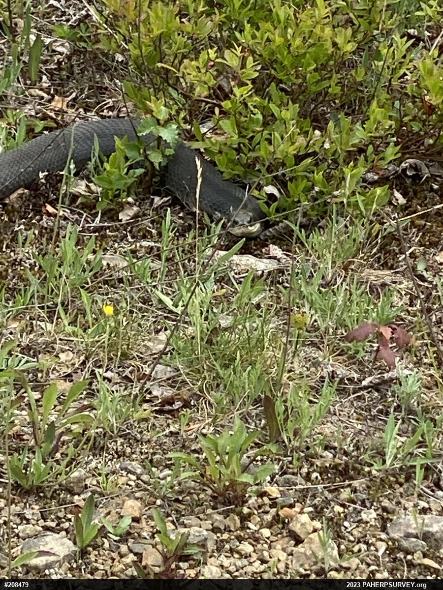 Eastern Hog-nosed Snake